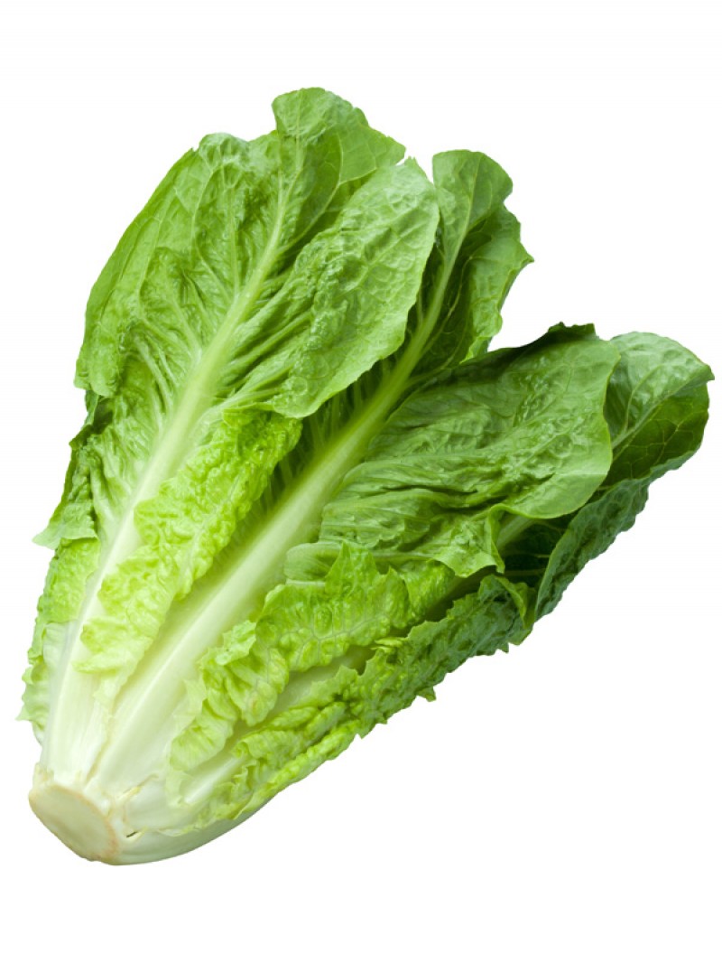 LATTUGA VERDE DI SESTU NR.2000 SEMI